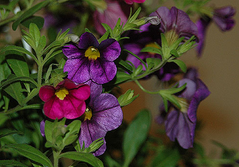 Calibrachoa_2