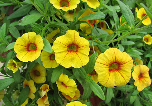 Calibrachoa_3