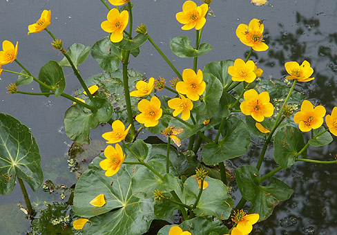 Caltha5