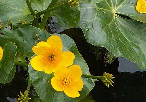 Caltha_palustris_PICT0276
