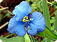Commelina_pre