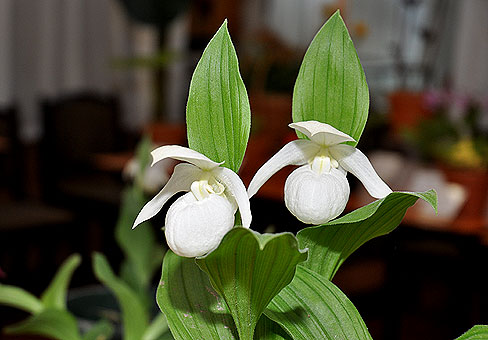 Cypripedium1
