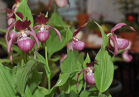 Cypripedium2