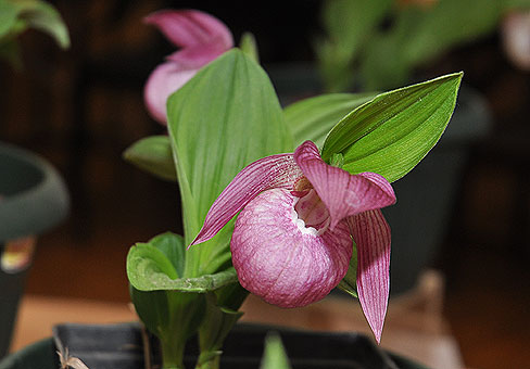 Cypripedium3
