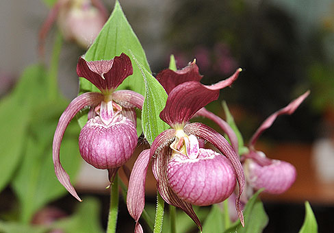 Cypripedium4