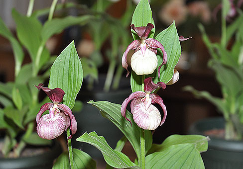 Cypripedium5