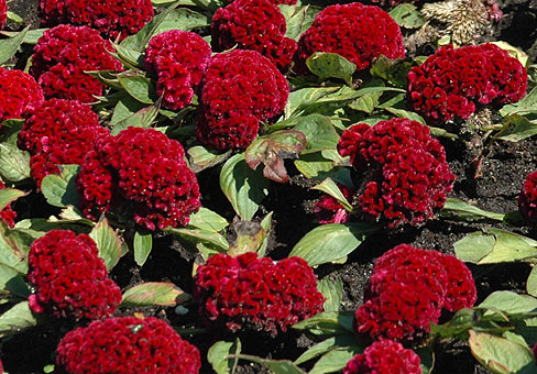 celosia_5