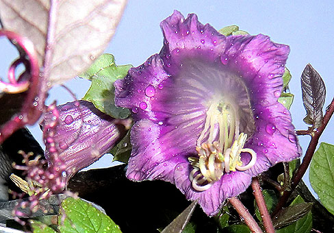 gali52_Cobaea-scandens2_copy0