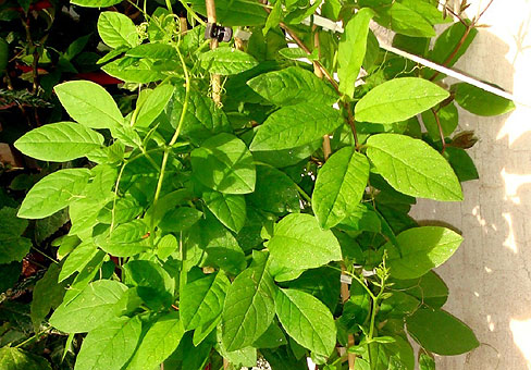 gali52_Cobaea-scandens3