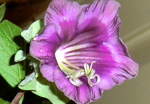 gali52_Cobaea-scandens6_copy0