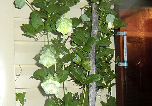 gali52_Cobaea-scandens7_copy0