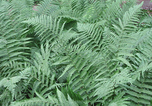 Dryopteris_2