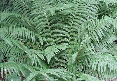 Dryopteris_3