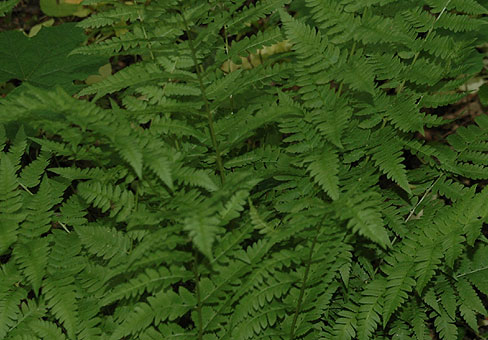 Dryopteris_4