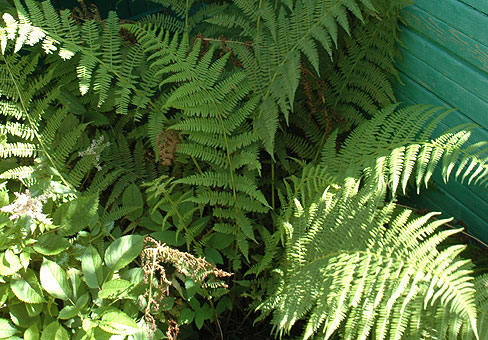 Dryopteris_5