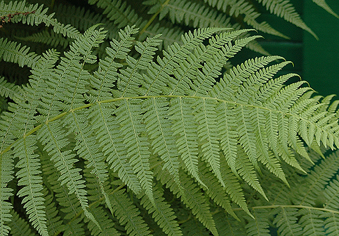 Dryopteris_POU020706_74