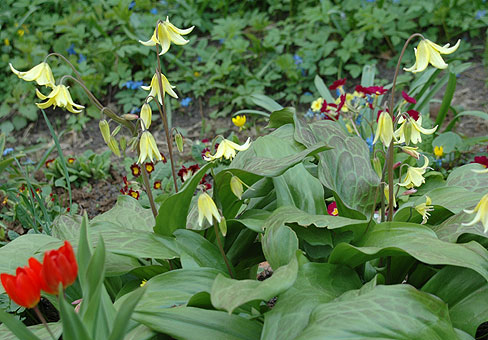 Erythronium_3