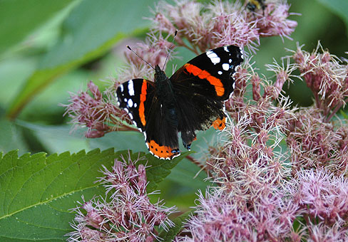 Eupatorium1