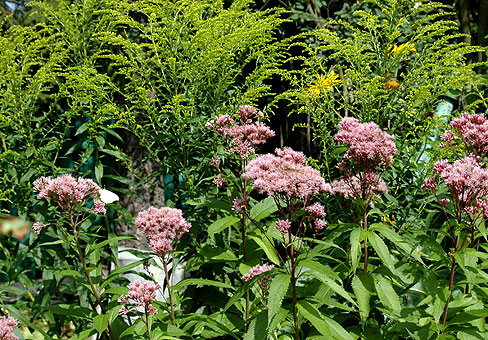 Eupatorium2