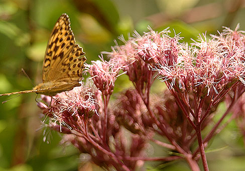 Eupatorium3