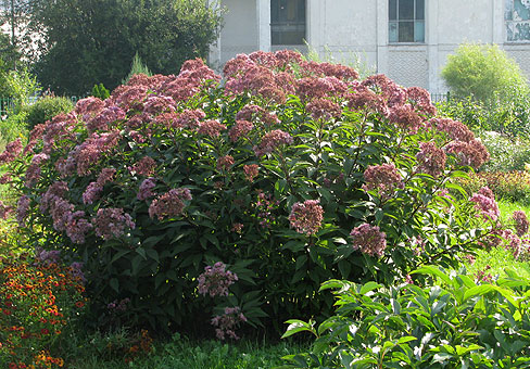 Eupatorium4