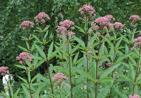 Eupatorium_5