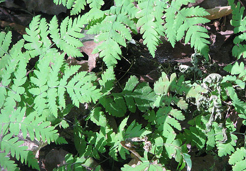 Gymnocarpium_1