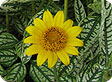 Heliopsis_pre