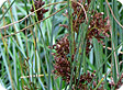 Juncus_pre