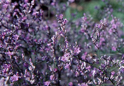 Limonium_limonium_3220_21