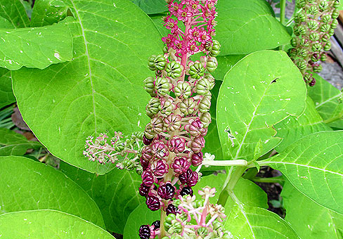 Phytolacca_1