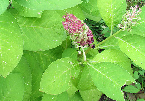 Phytolacca_3