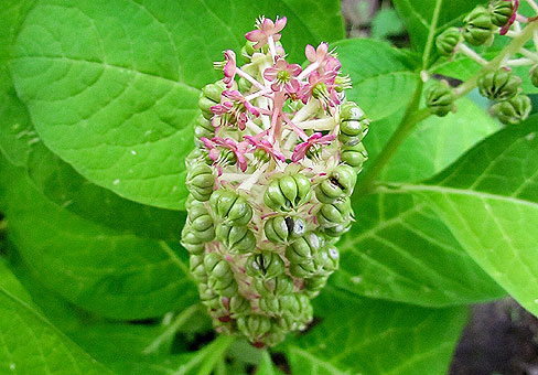 Phytolacca_4