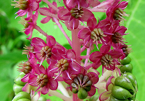 Phytolacca_5