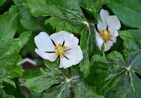 Подофилл Эмода или подофилл шеститычинковый (Sinopodophyllum hexandrum, Podophyllum emodii)