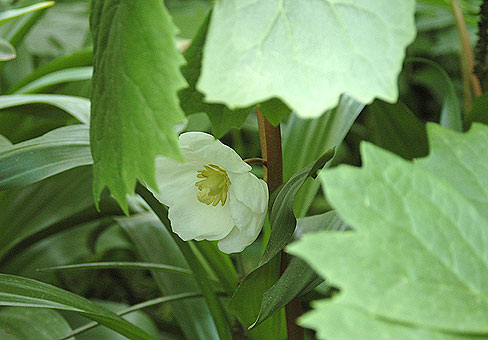 Подофилл щитовидный (Podophyllum peltatum)