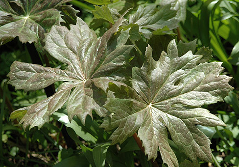 PodophyllumPOU140507_637