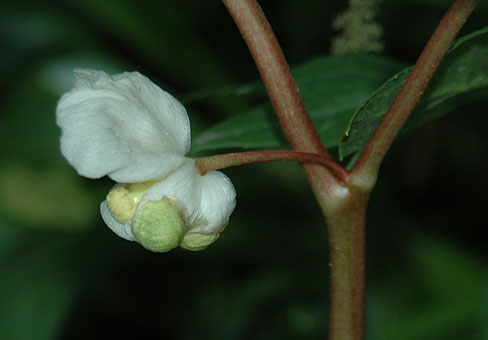 Podophyllum_1