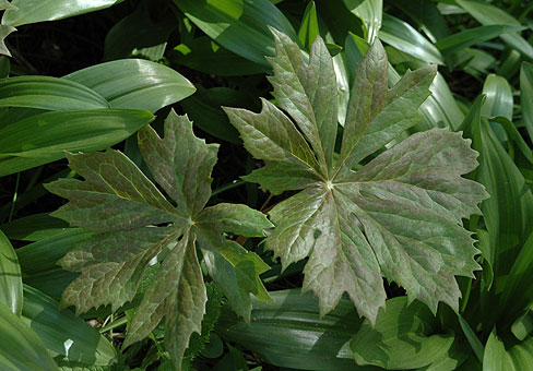 Podophyllum_2
