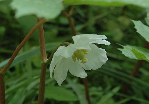 Podophyllum_3