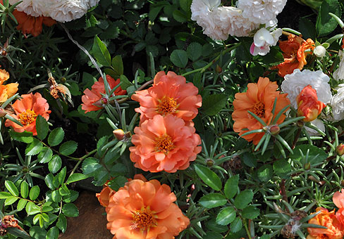 Portulaca_3