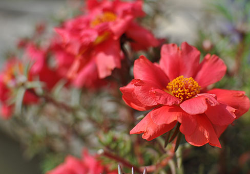 Portulaca_4