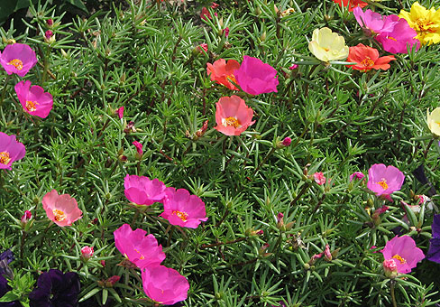 Portulaca_5