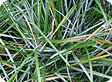 Sesleria_pre