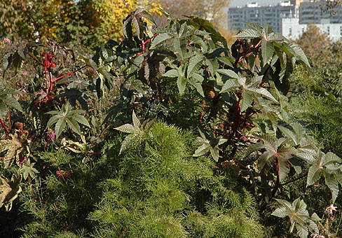 Ricinus_1
