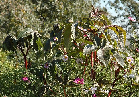 Ricinus_2