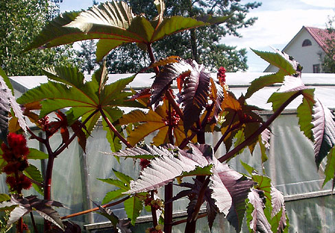 Ricinus_3