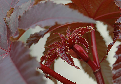 Ricinus_4