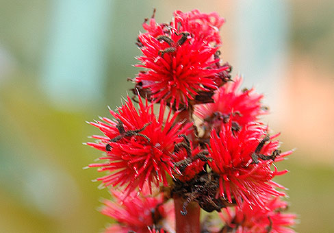 Ricinus_5