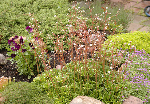 SaxifragaDSC_7107